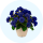 Fleurs et plantes