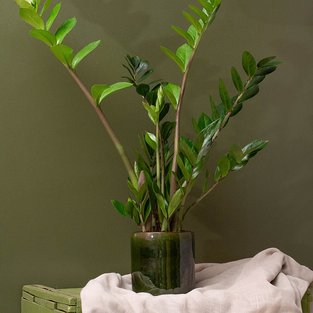 Zamioculcas Plant Zamioculcas Plant