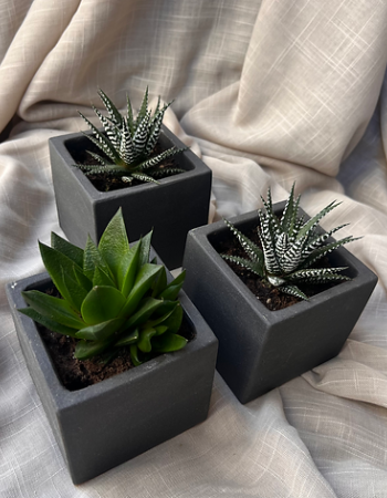 Trio de succulents