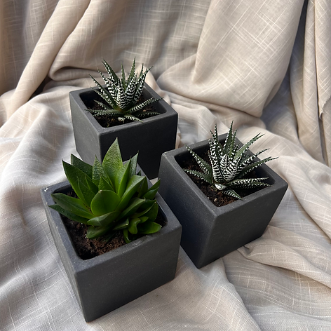  Succulent Trio