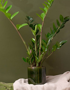 Plante Zamioculcas