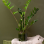Plante Zamioculcas