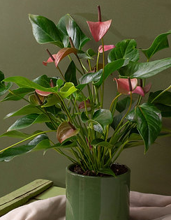 Plante Anthurium