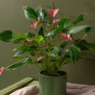 Anthurium Plant