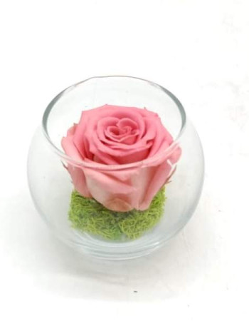 Petite Pensée Pink R