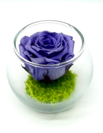 Petite Pensée Lavande R