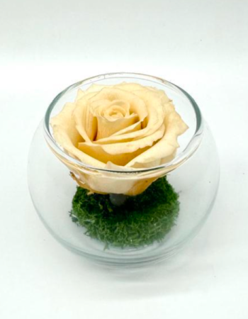 Petite Pensée Crème R