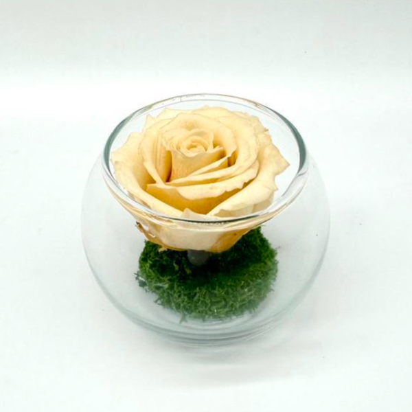 Petite Pensée Crème R