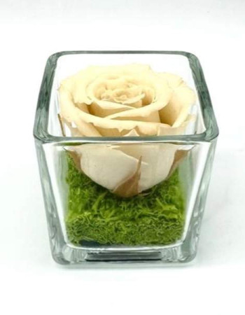 Petite Pensée Crème C