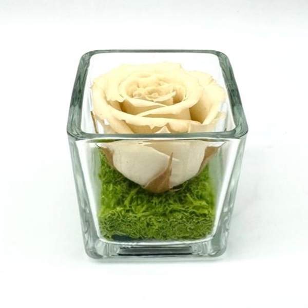 Petite Pensée Crème C