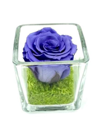 Petite Pensée Lavande C