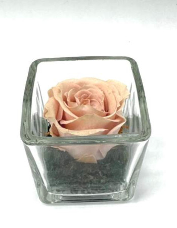 Petite Pensée Baby Pink C