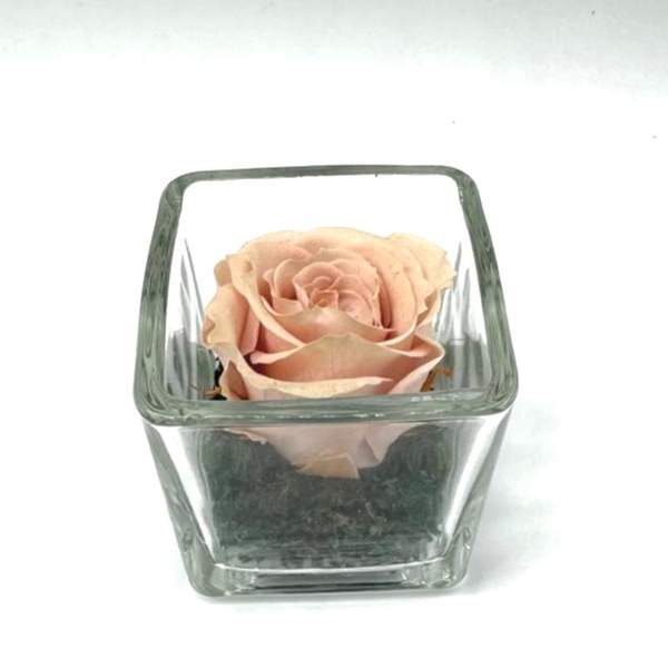 Petite Pensée Baby Pink C