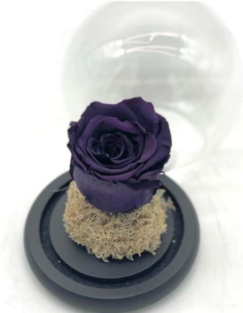 Cloche Purple Eternal Rose
