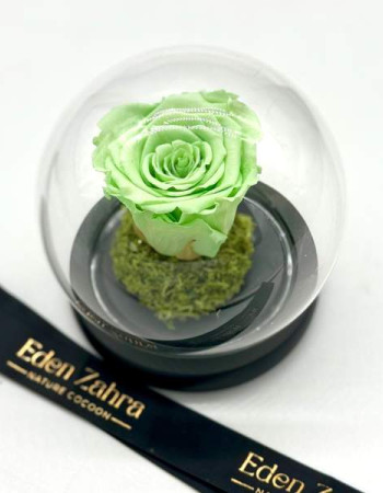 Rose Éternelle Vert Eau