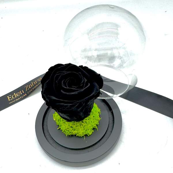 Royal Black Eternel Rose