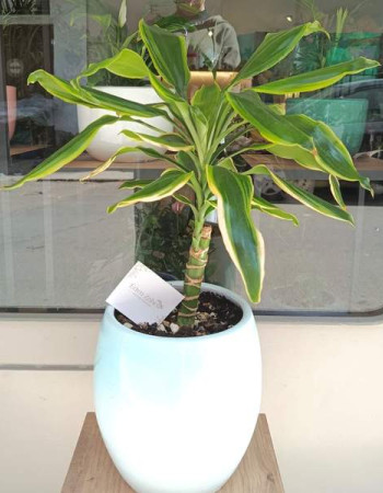 Plante Dracena