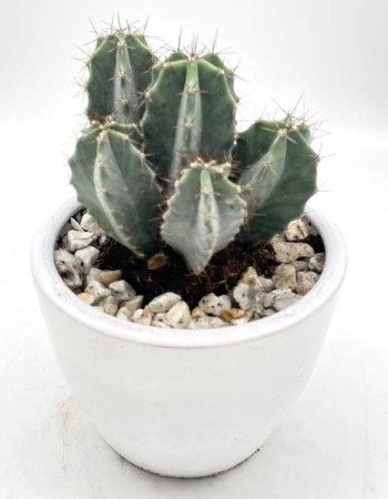 Cactus En Pot Blanc