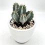 Cactus En Pot Blanc
