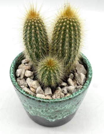 Cactus En Pot