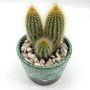 Cactus En Pot