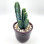 Cactus En Pot Mauve