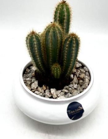 Cactus En Pot Blanc