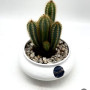 Cactus En Pot Blanc