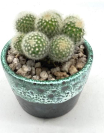 Cactus En Pot Bleu Canard