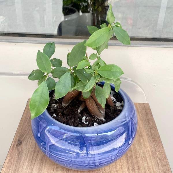 Blue Bonsai