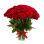Amour Passionnel – 25 Roses Rouges