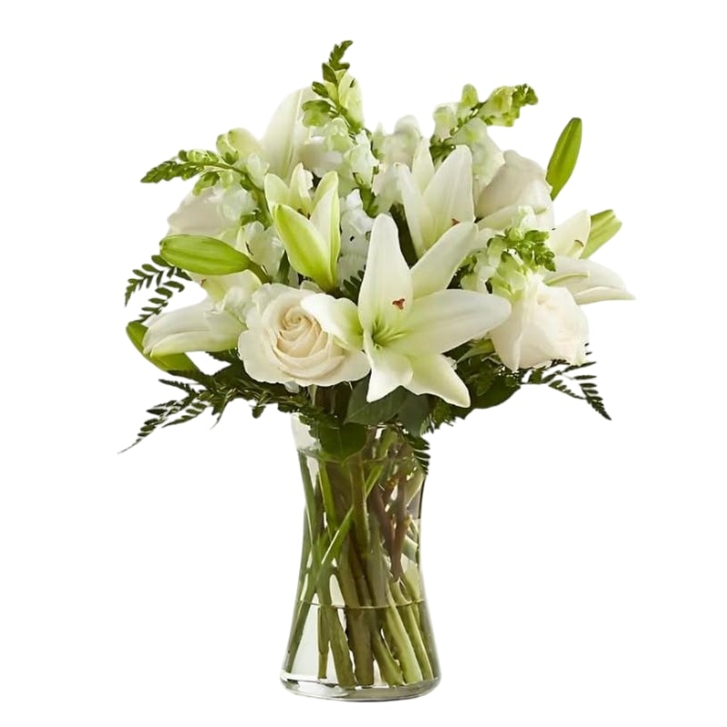 Frâicheur – Rêve Blanc