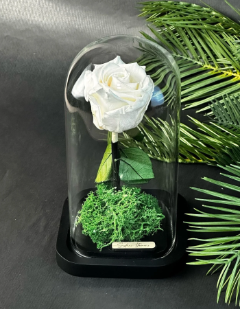 Cloche Éternelle – Rose Champagne