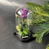 Cloche Éternelle 