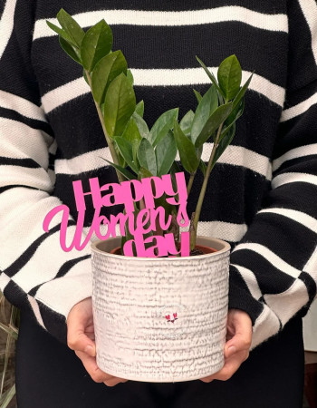 Zamioculcas Élégance