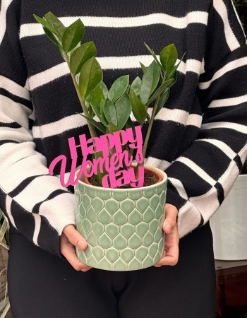 Zamioculcas Verdoyant