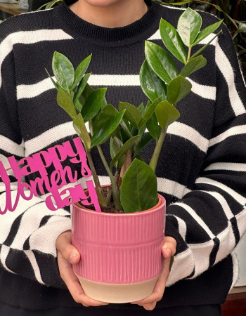 Zamioculcas Éclat Féminin