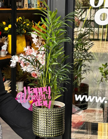 Chamaedorea of Woman's Day