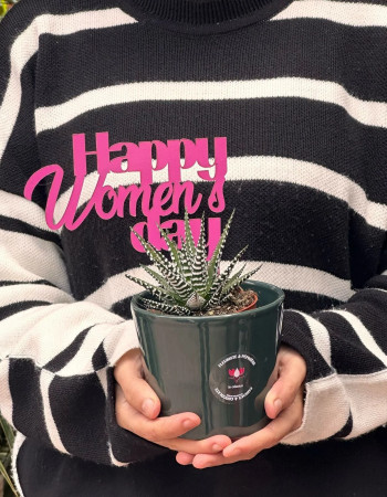 Haworthia en pot vert