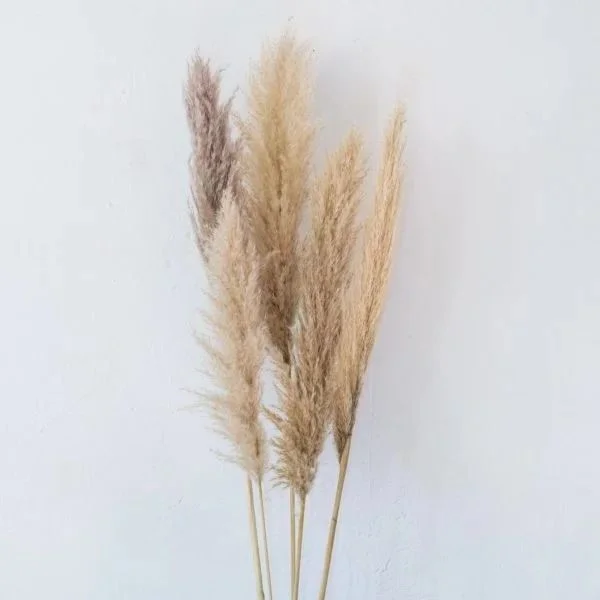 Tige de Pampas Nude