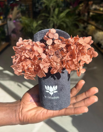 Le céladon chapeau Brown