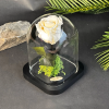 Rose éternelle