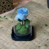 Rose éternelle
