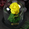 Rose éternelle