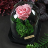 Rose éternelle