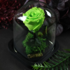 Rose éternelle