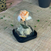 Rose éternelle