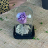 Rose éternelle