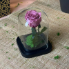 Rose éternelle